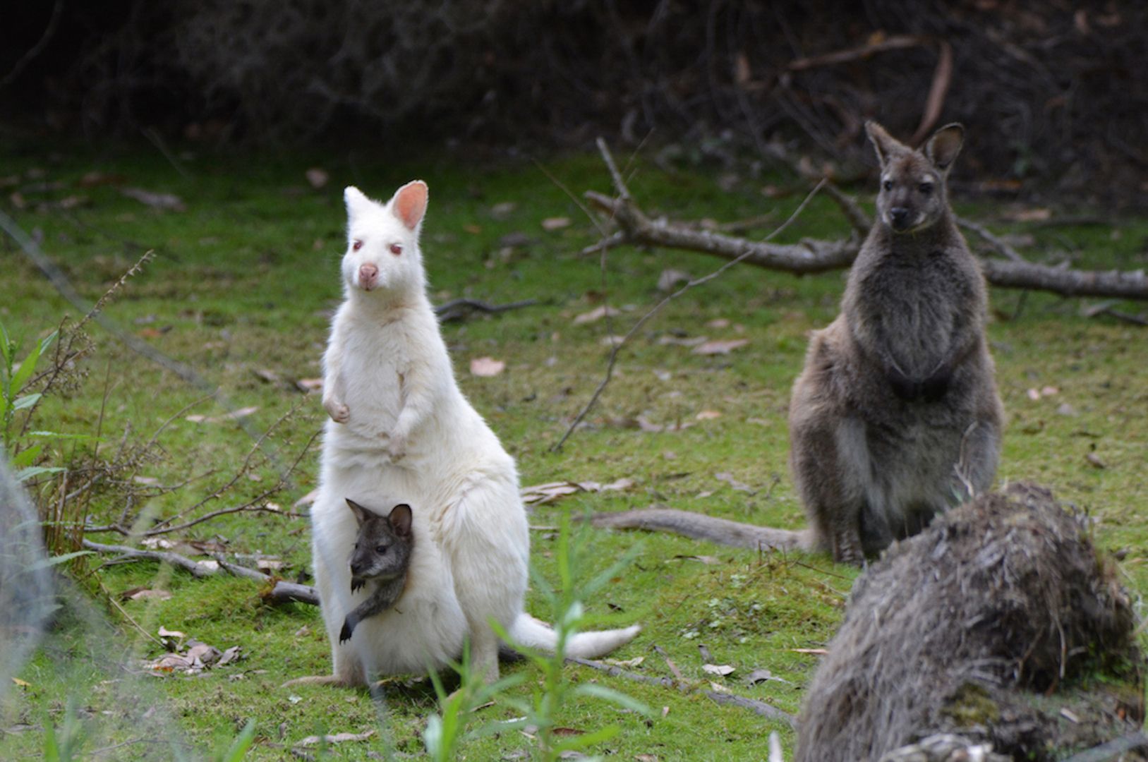 Multi-day Tours Tasmania